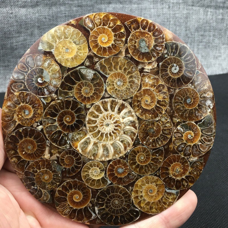 Natural Ammonite Disc Fossil Conch Specimen Healing +Stand 1PC