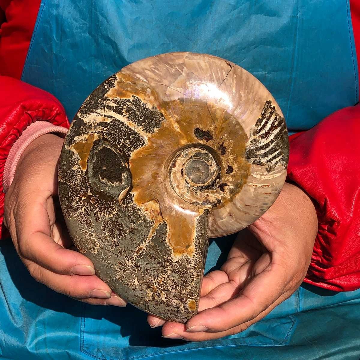 2pcs Natural Beautiful Ammonite Fossil Conch Crystal Specimen Healing