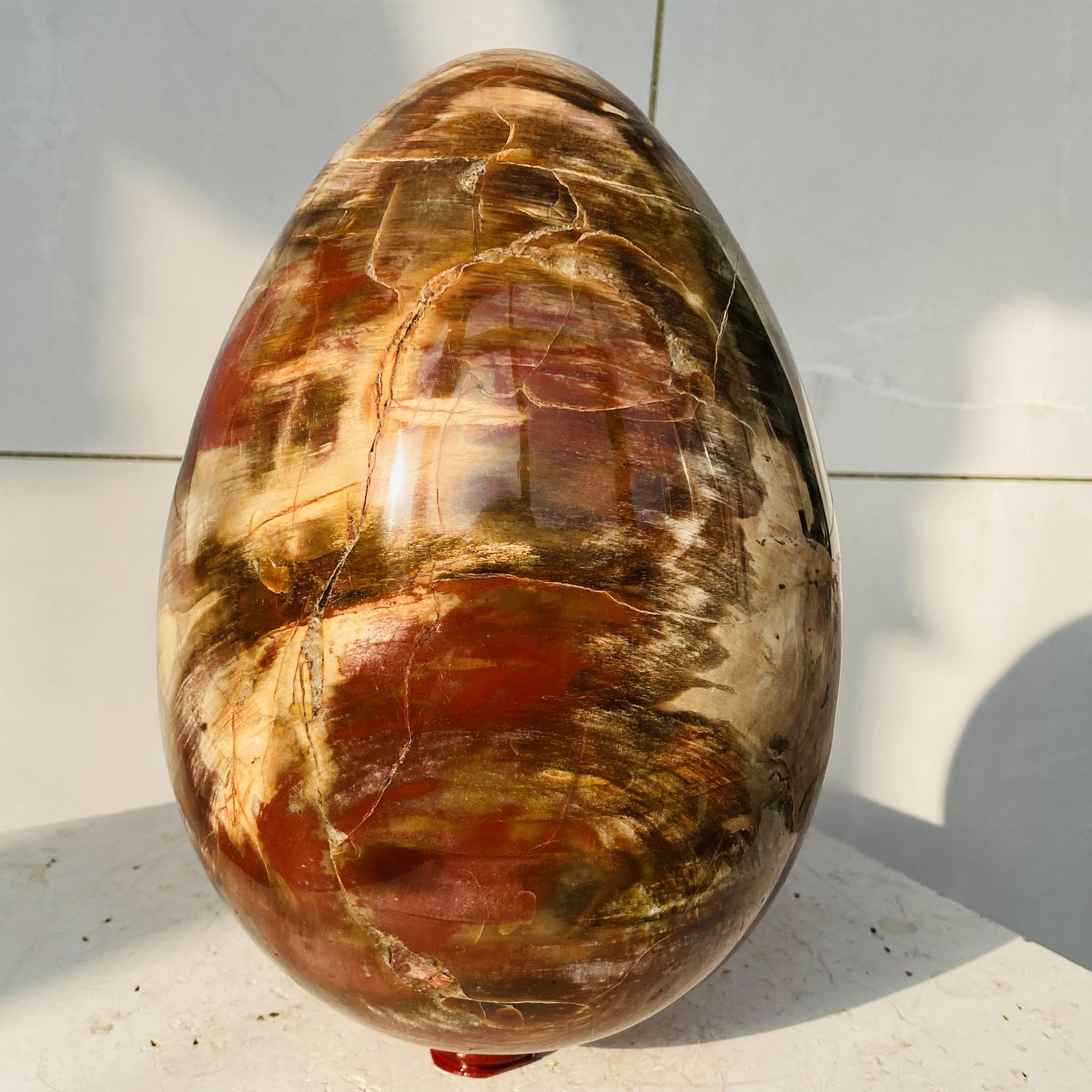 Natural Petrified Wood Egg Quartz Crystal Fossil Mineral 7760g