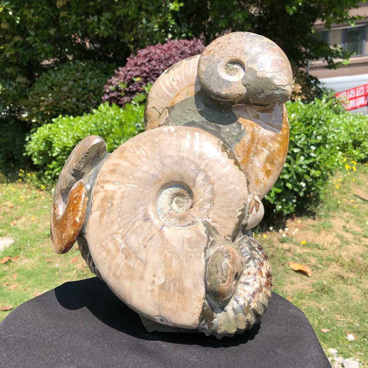 14.71LB Rarem Natural Tentacle Ammonite Fossil Specimen Shell Healing Madagas