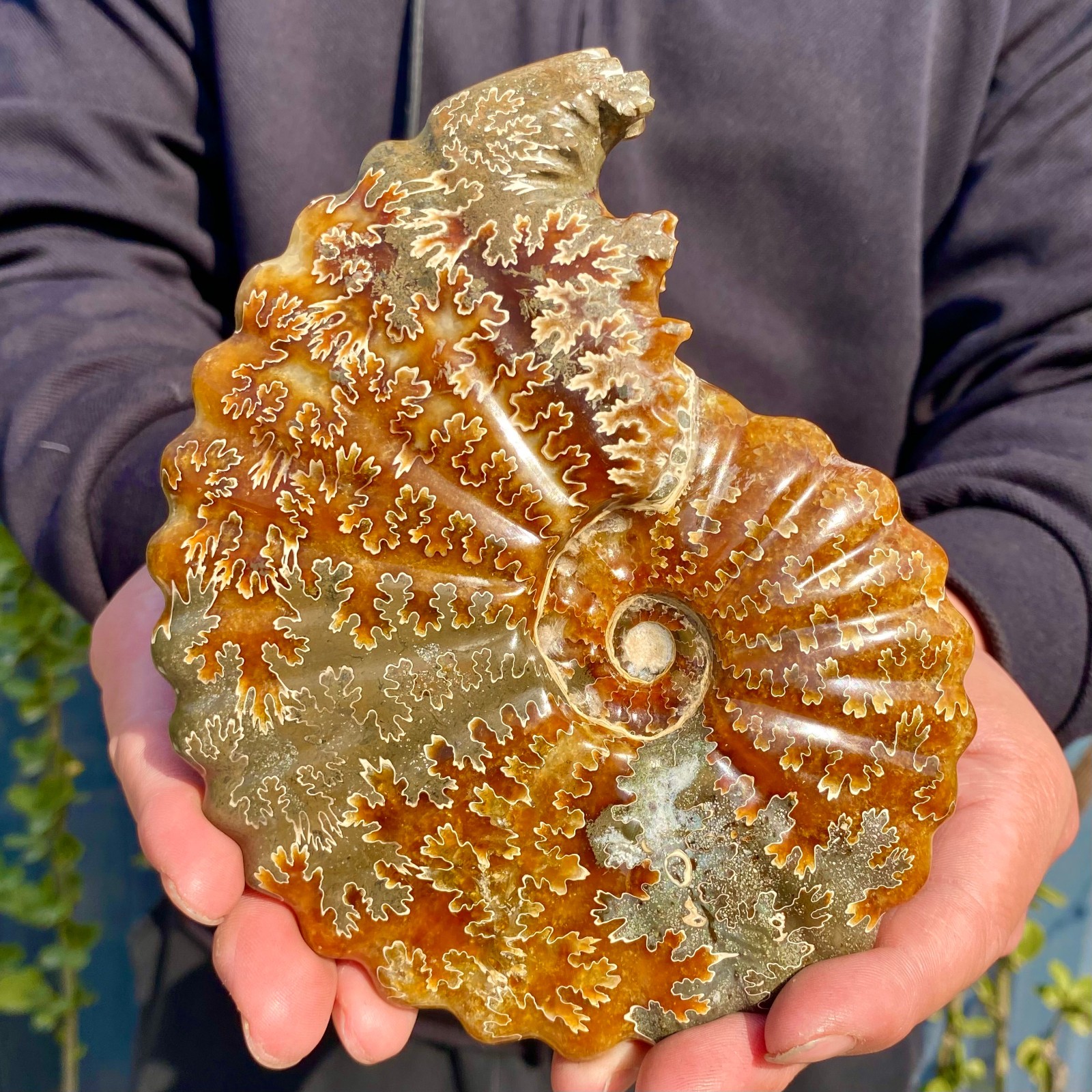 1.82LB Rare! Natural Tentacle Ammonite FossilSpecimen Shell Healing Madagascar