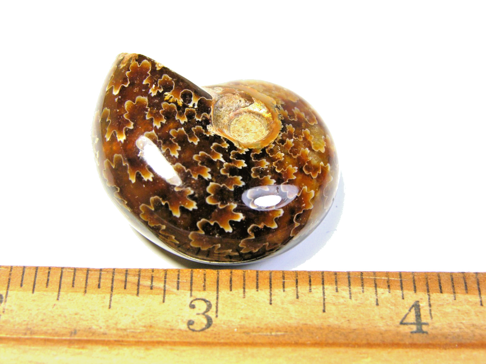 Ammonite fossil polished 1 1/2″ + showing suture lines Madagascar ms21