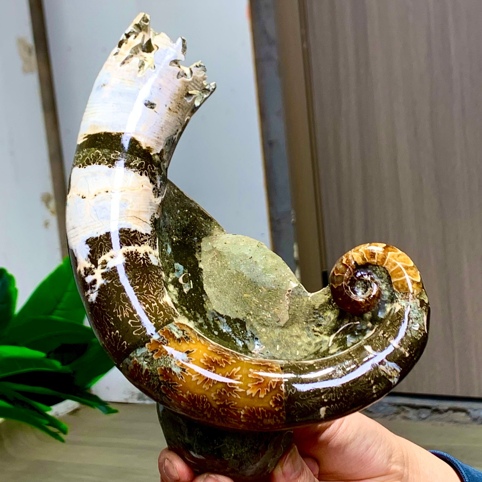 3.23LB Rare elephant trunkTentacle Ammonite Specimen Repaired Healing Madagascar