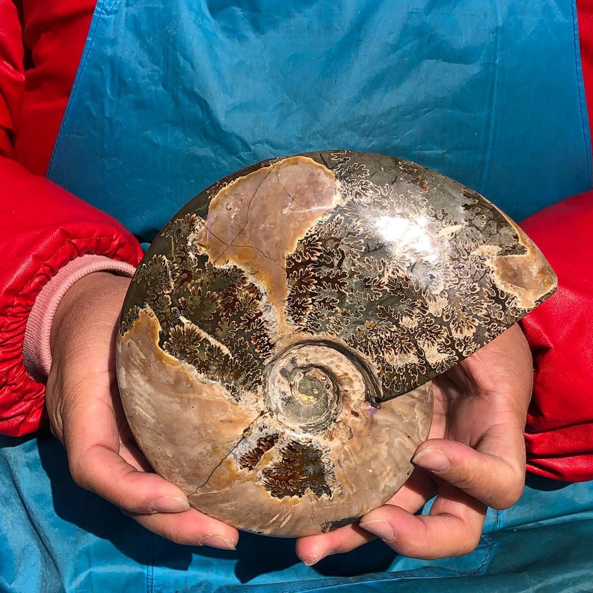 2pcs Natural Beautiful Ammonite Fossil Conch Crystal Specimen Healing