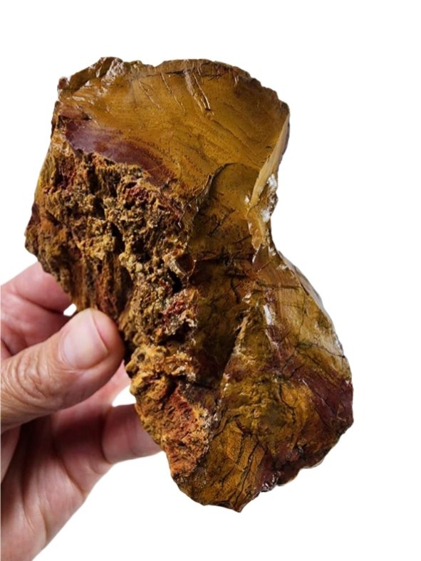Opalized Wood Rough 278.6 grams.