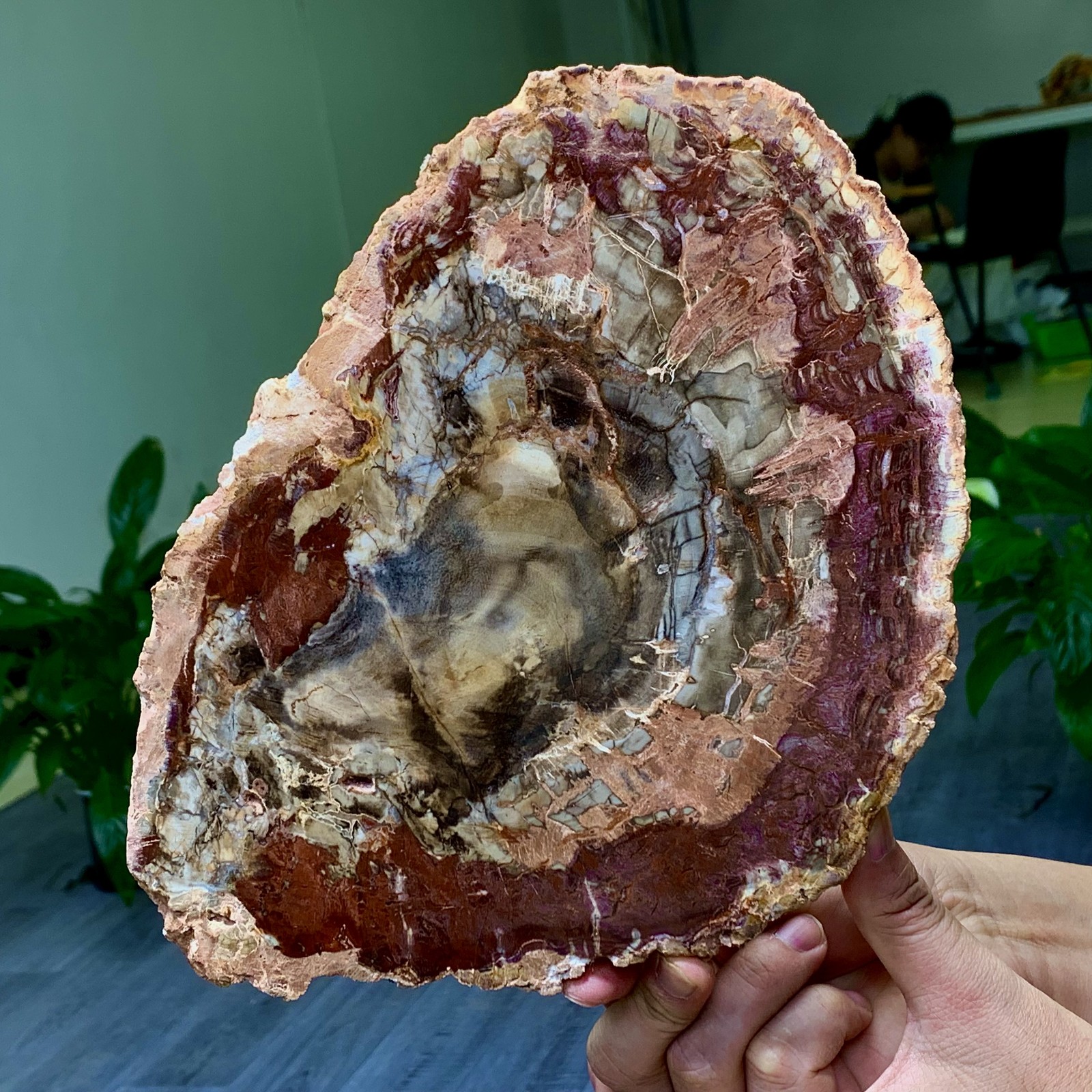 3.31LB Natural Petrified Wood Crystal Fossil Slice Shape Specimen Healing