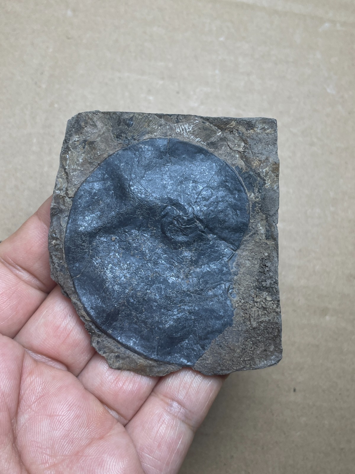 25g Beautiful Oxynoticeras Landscape stone