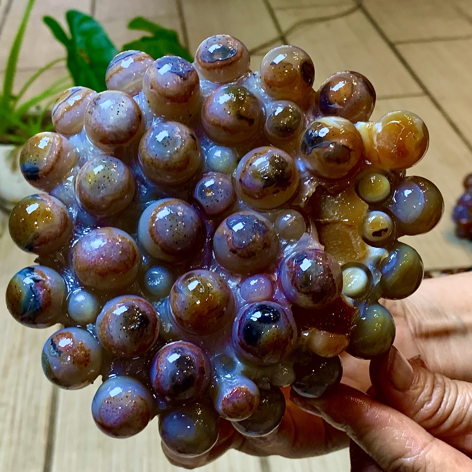 2.24LB Natural Gobi Agate Eye Agate grape shape Crystal Madagascar mineral