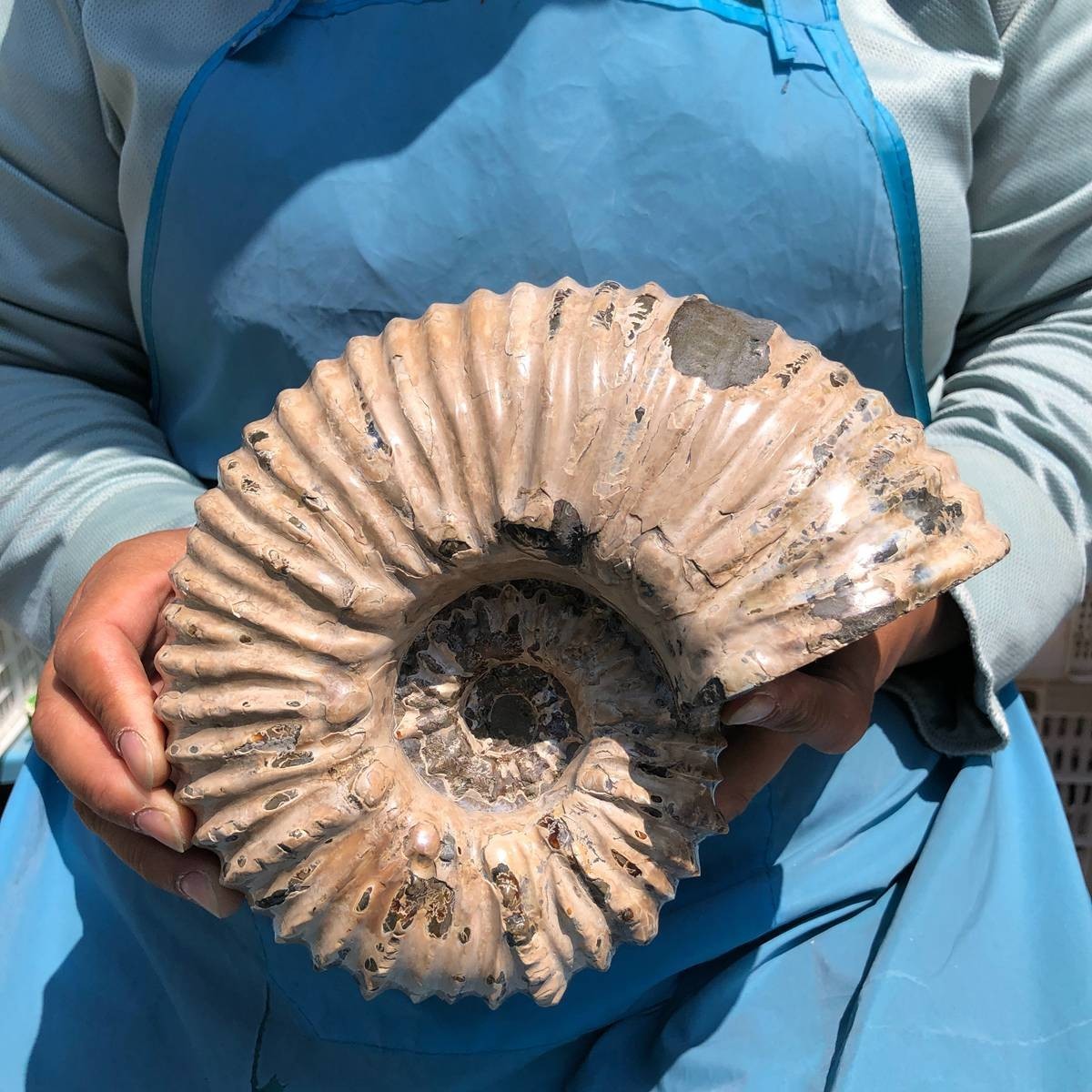 7.63 LB Natural Ammonite Fossil Specimen Home Table Decor Healing Stone 5391