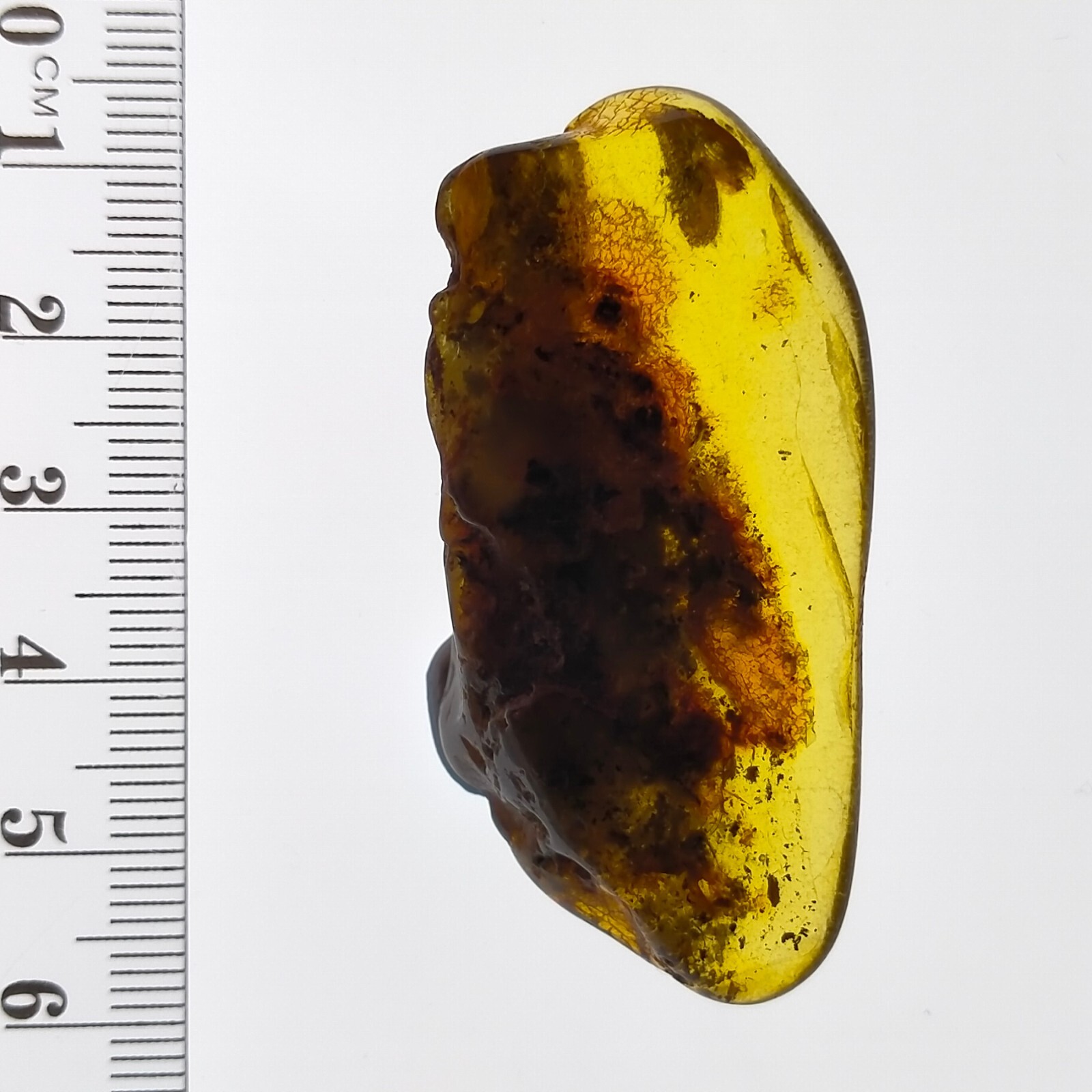Baltic Amber large gemstone w/ natural fossil trapped bug inclusion 41.7ct