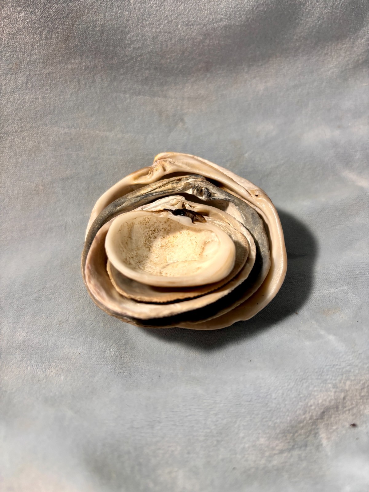 California Beach Shell Lot, Stackable Sea shells BBC