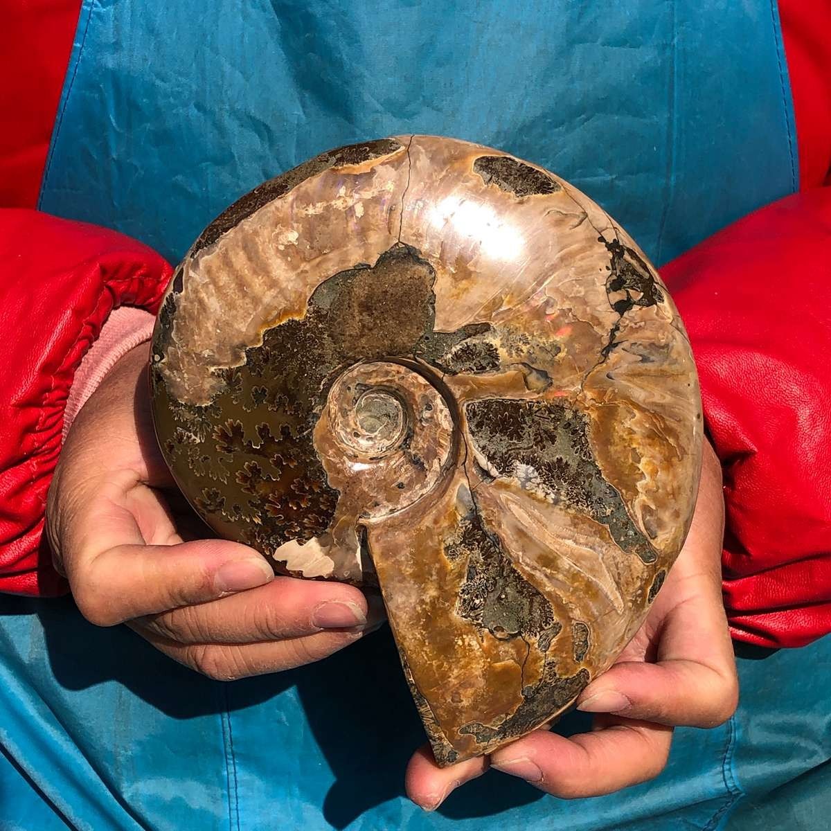 2pcs Natural Beautiful Ammonite Fossil Conch Crystal Specimen Healing
