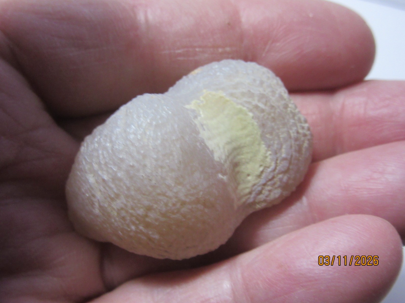 AAA Snake Skin Agate 1 1/2 Inch Quartz Collectible SSAQC-1.5
