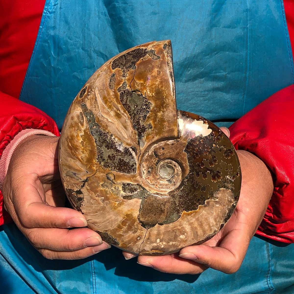 2pcs Natural Beautiful Ammonite Fossil Conch Crystal Specimen Healing