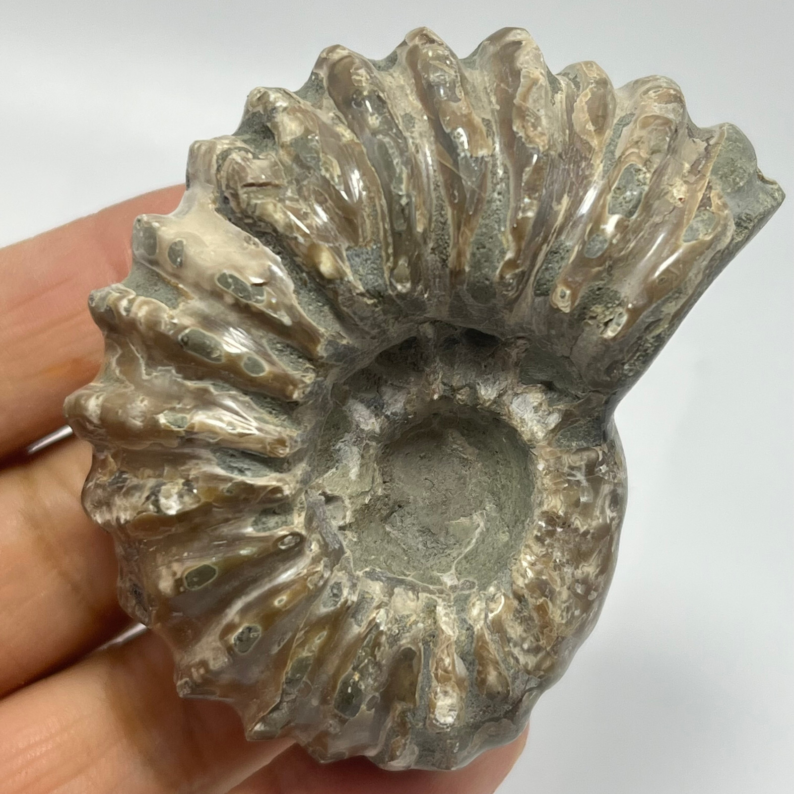 114g Natural conch Ammonite specimens of Madagascar Y43