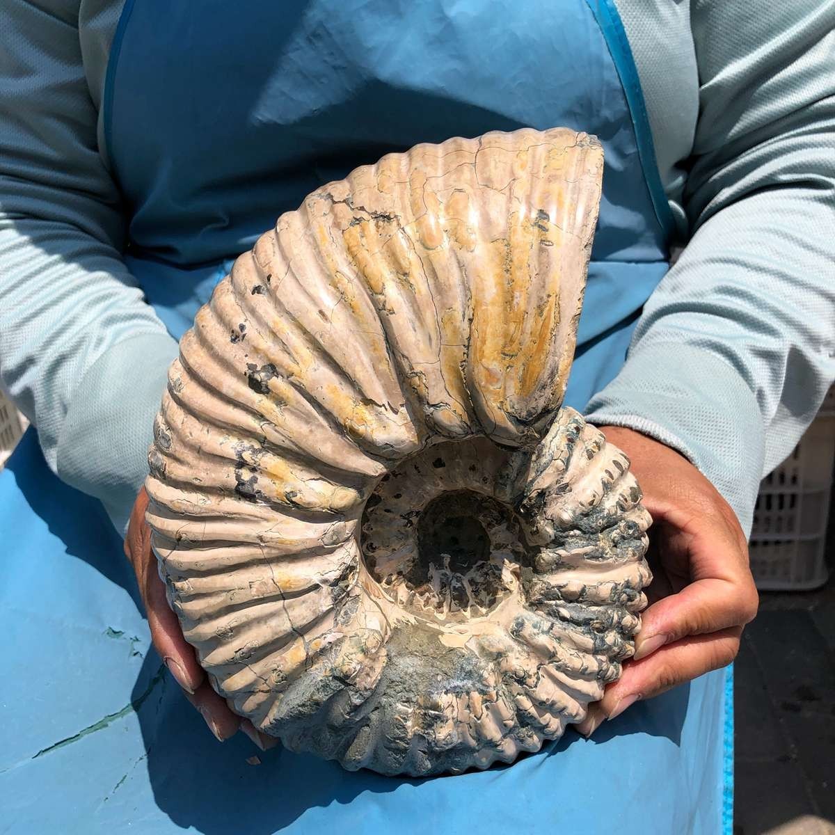 9.52 LB Natural Ammonite Fossil Specimen Home Table Decor Healing Stone 5376