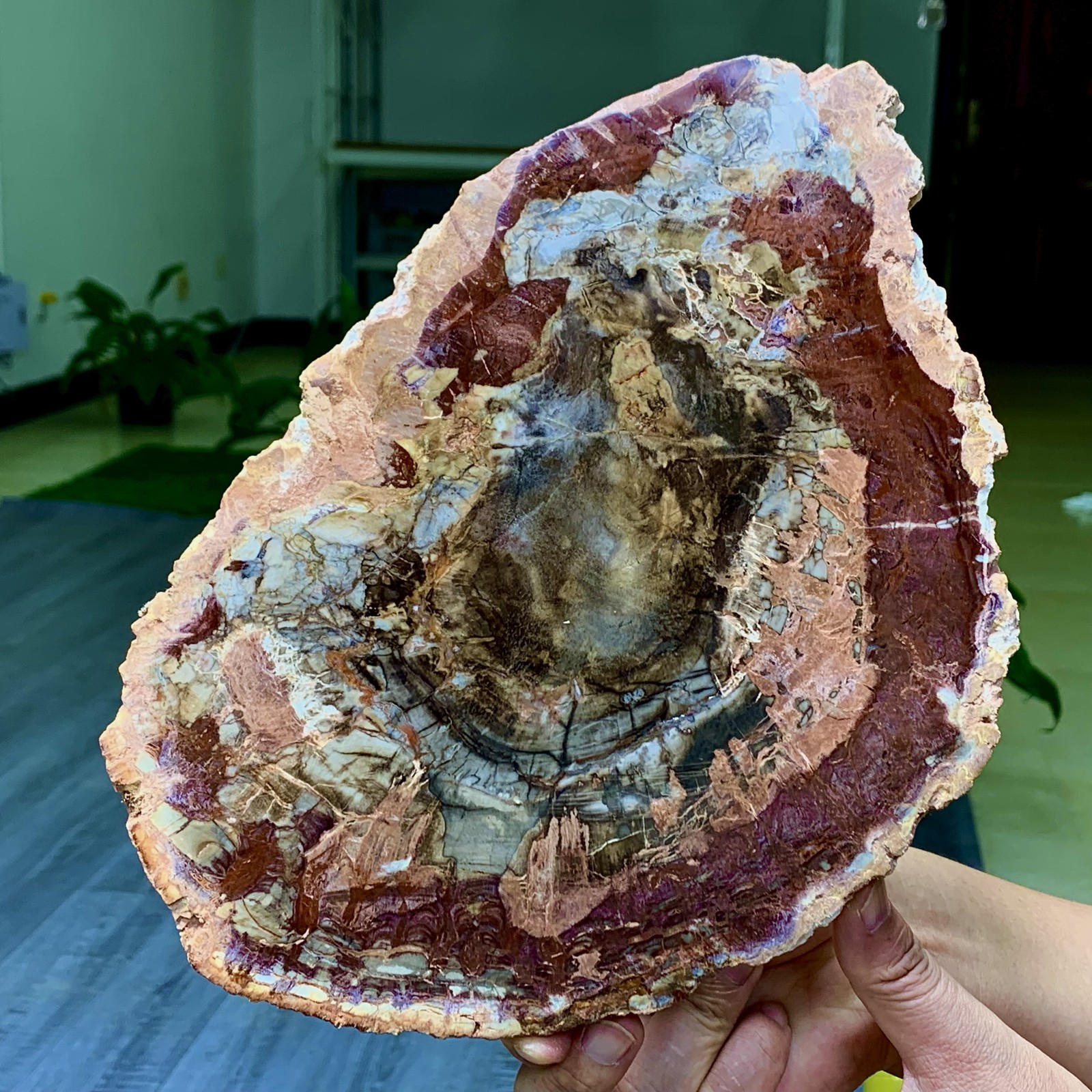 3.31LB Natural Petrified Wood Crystal Fossil Slice Shape Specimen Healing
