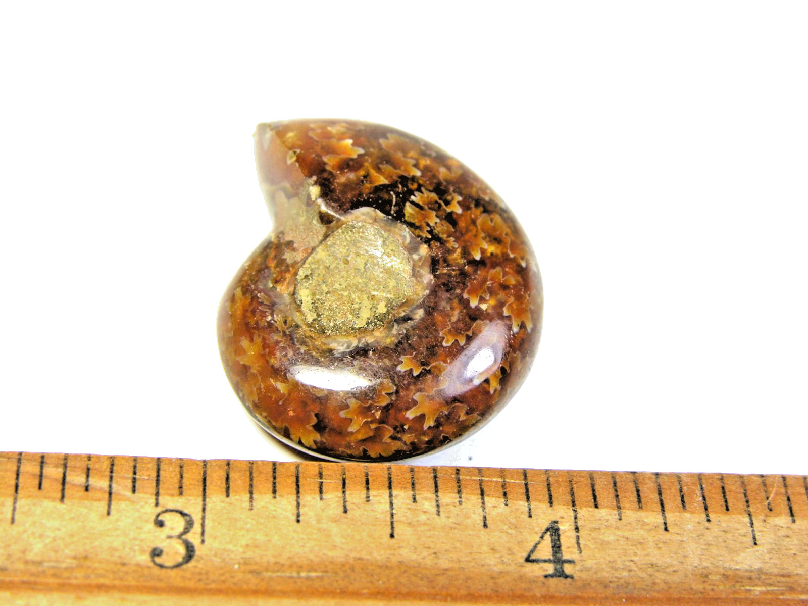 Ammonite fossil polished 1 1/2″ + showing suture lines Madagascar ms6