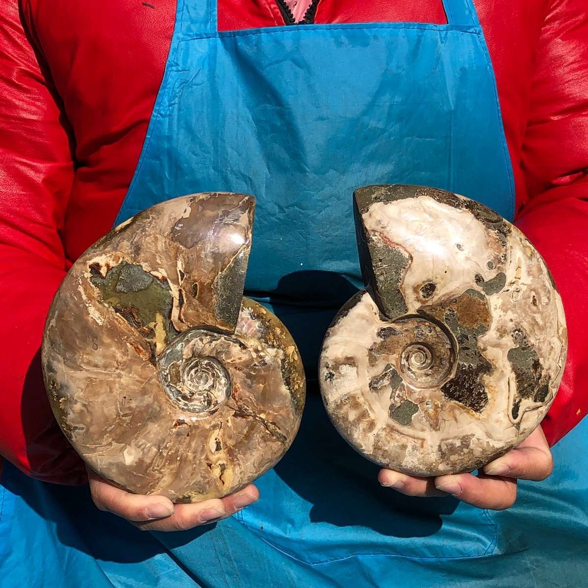 3.98LB 2pc Natural Tentacle Ammonite FossilSpecimen Shell Healing Madagascar