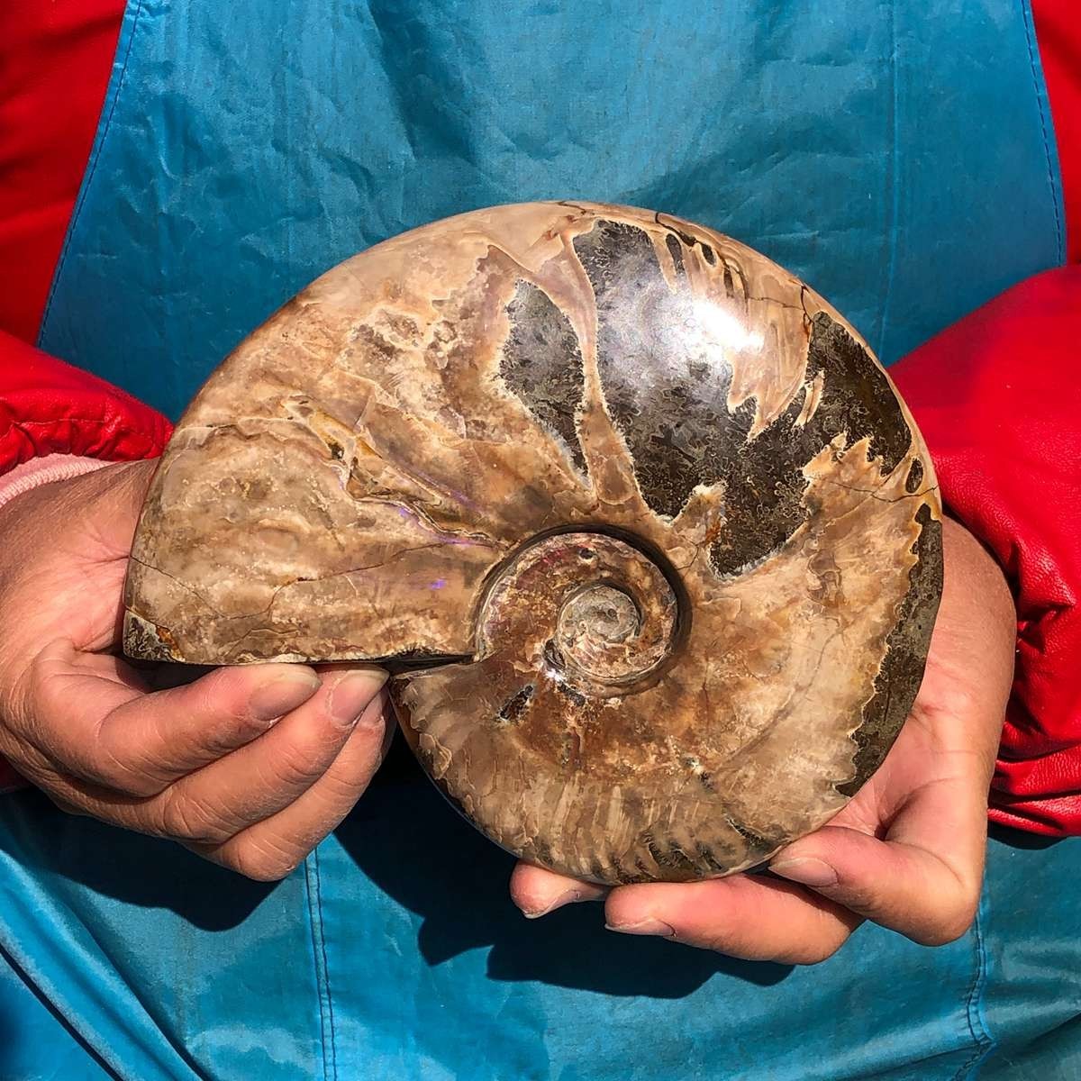 2pcs Natural Beautiful Ammonite Fossil Conch Crystal Specimen Healing
