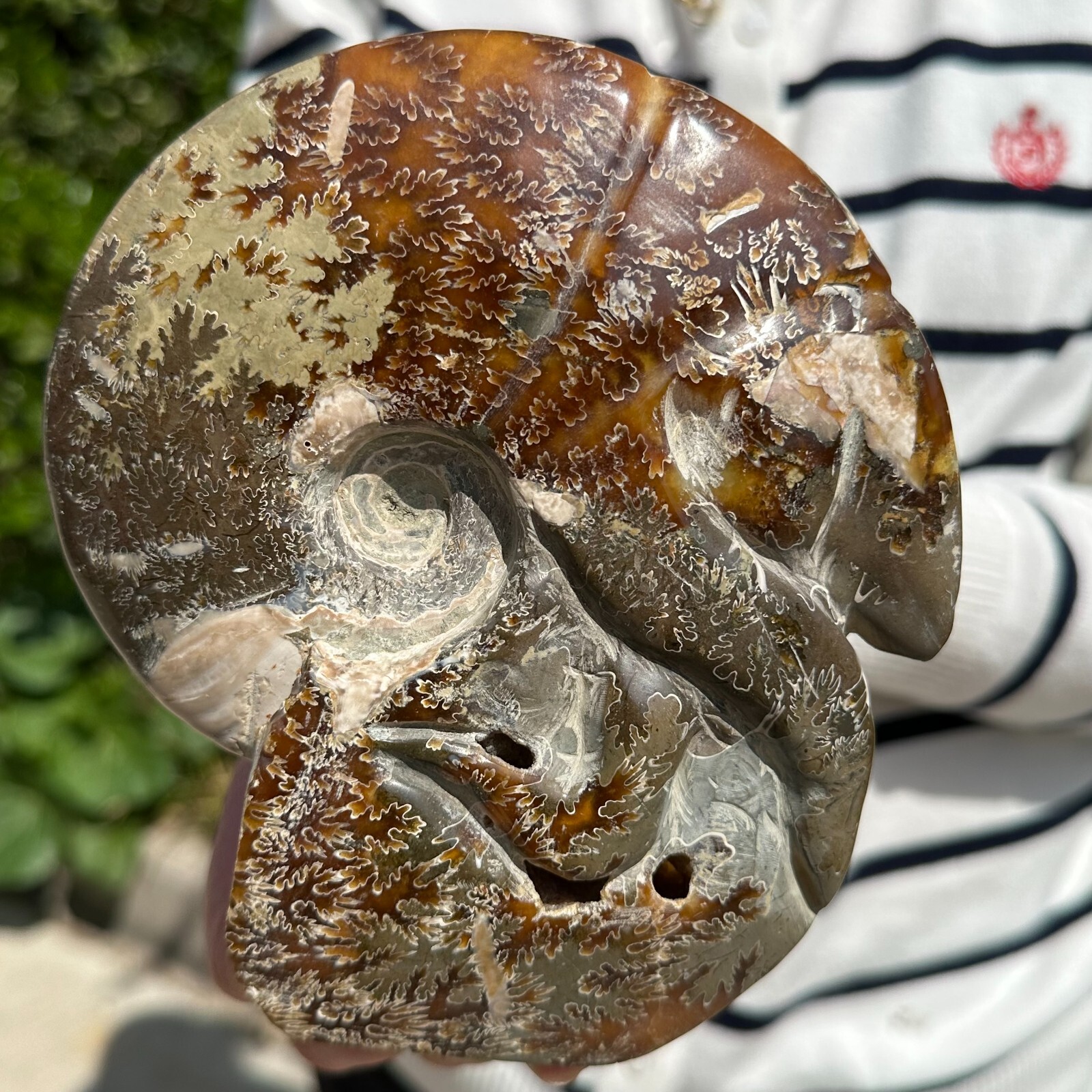 1.98LB Natural Fossil Snail Agate Fancy Cabochon Gemstones