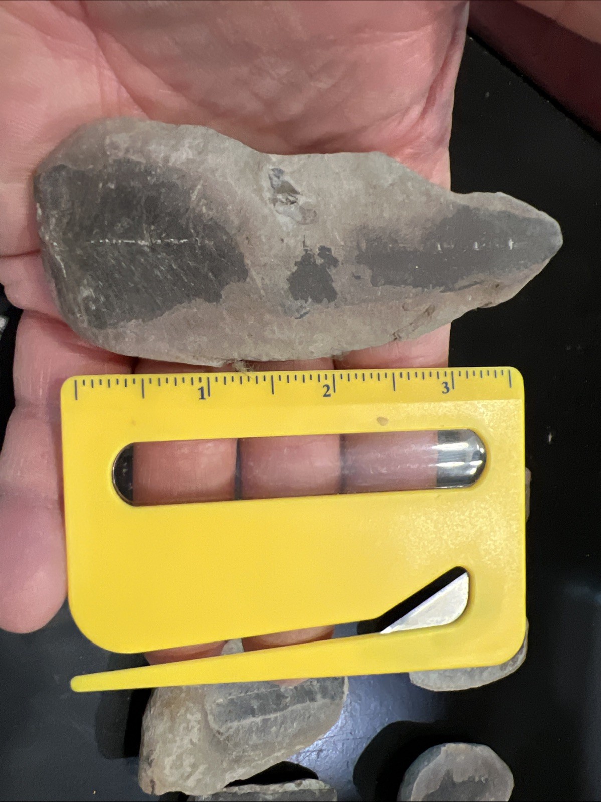18 Ounces In Get N Leaf Fossils Various Sizes And Condition. Excellent For Study