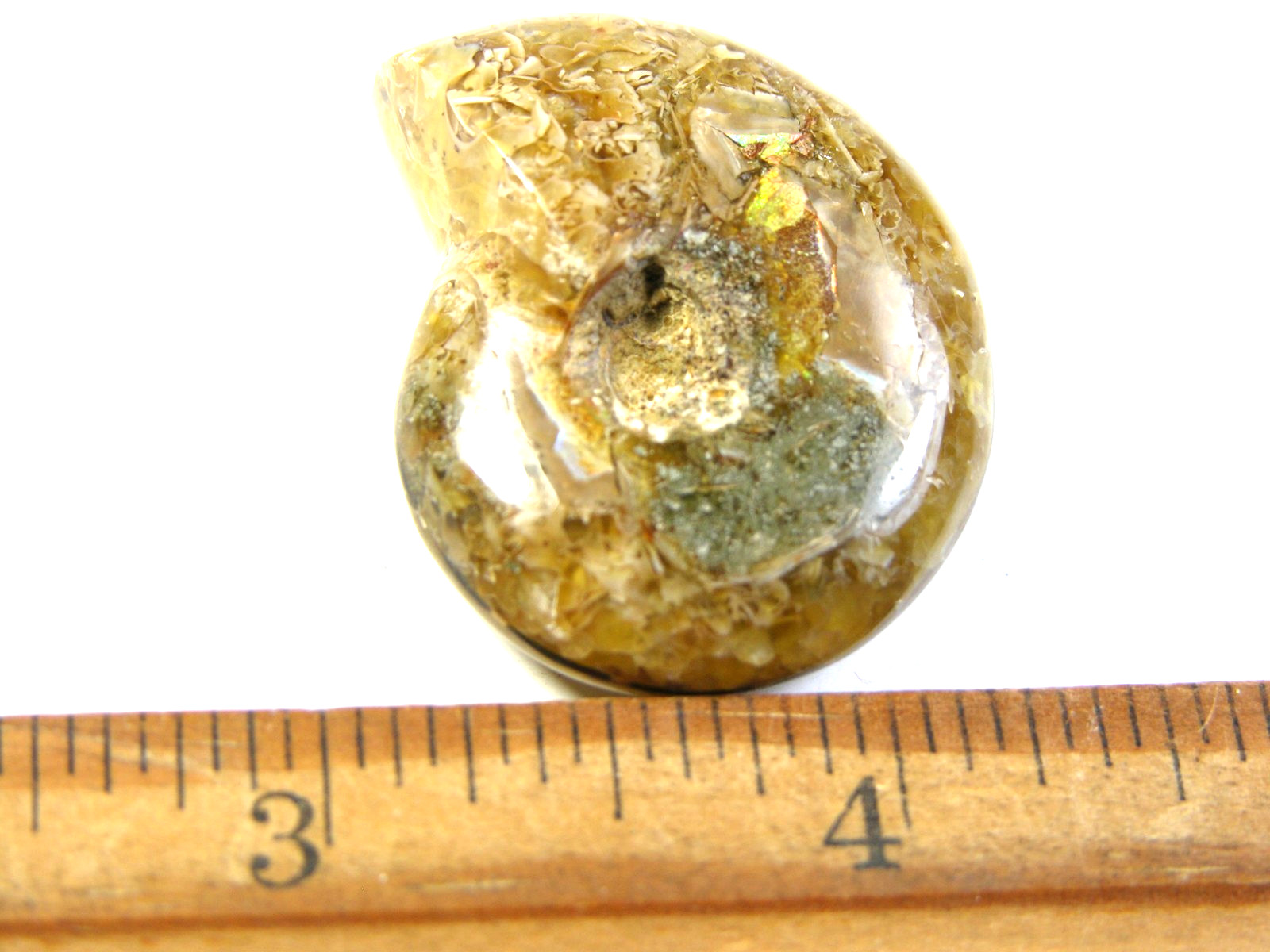 Ammonite fossil polished 1 1/2″ + showing suture &fire Madagascar ms52