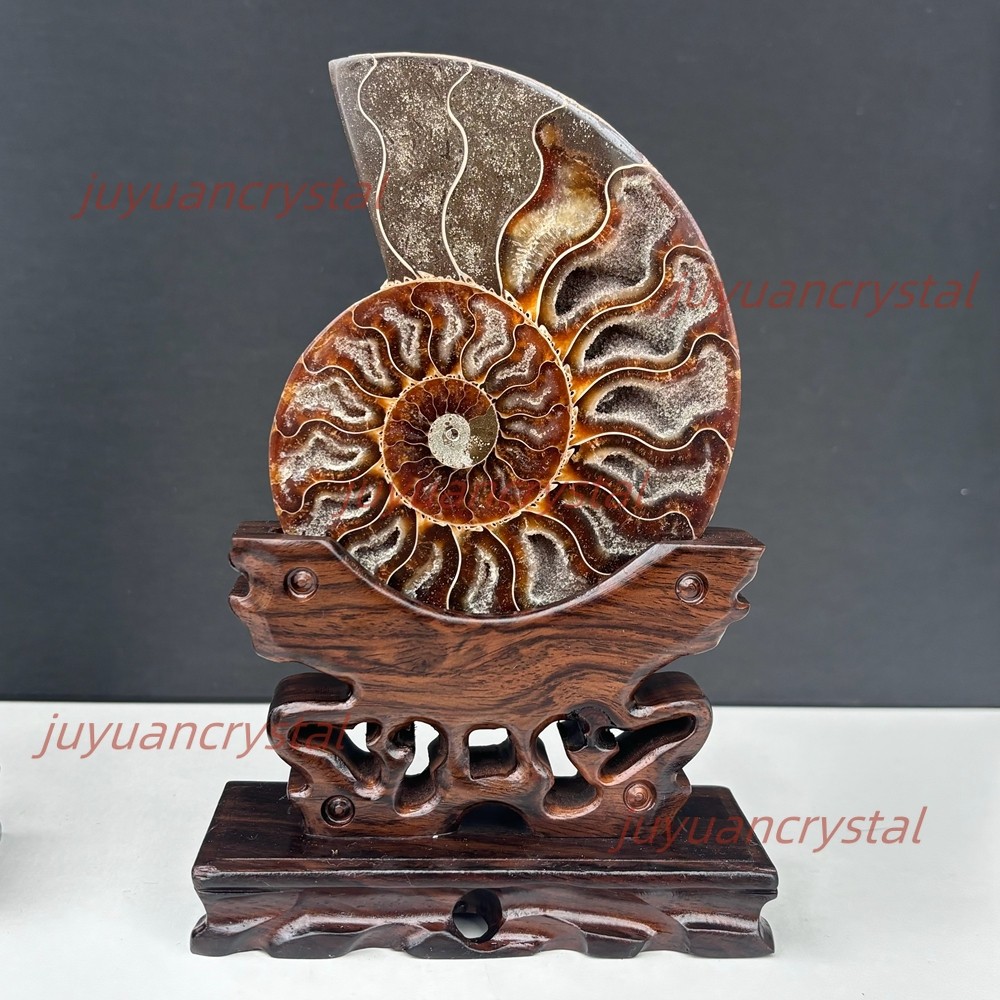 Natural Ammonite Fossil Conch Crystal Specimen Healing + Stand 1pc