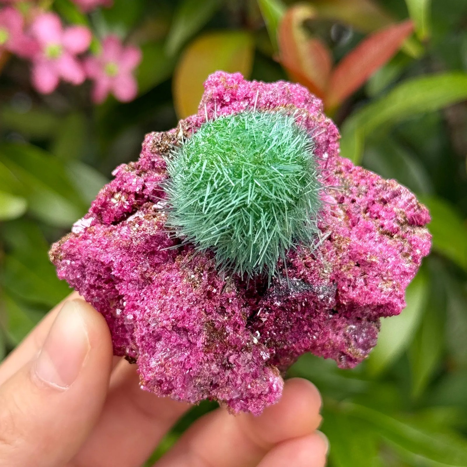 Wholesale Special Ruby Quartz Crystal Mineral Rock Specimen Ideal for Decor