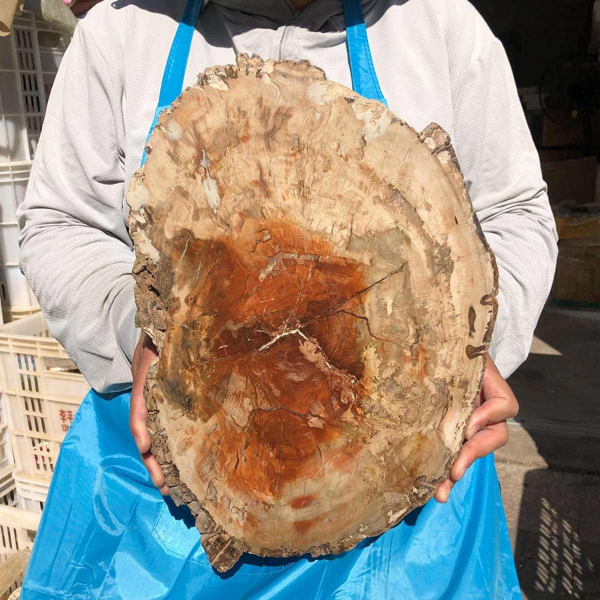 10.34LB Natural Petrified Wood Slab Fossil quartz crystal slice healing decor