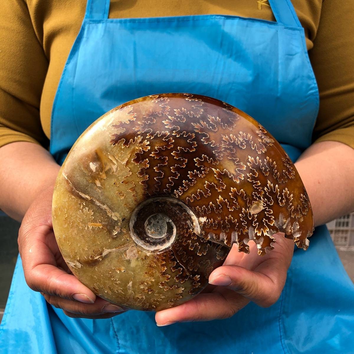 2pcs 3.47LB Natural Beautiful Ammonite Fossil Conch Crystal Specimen Healing