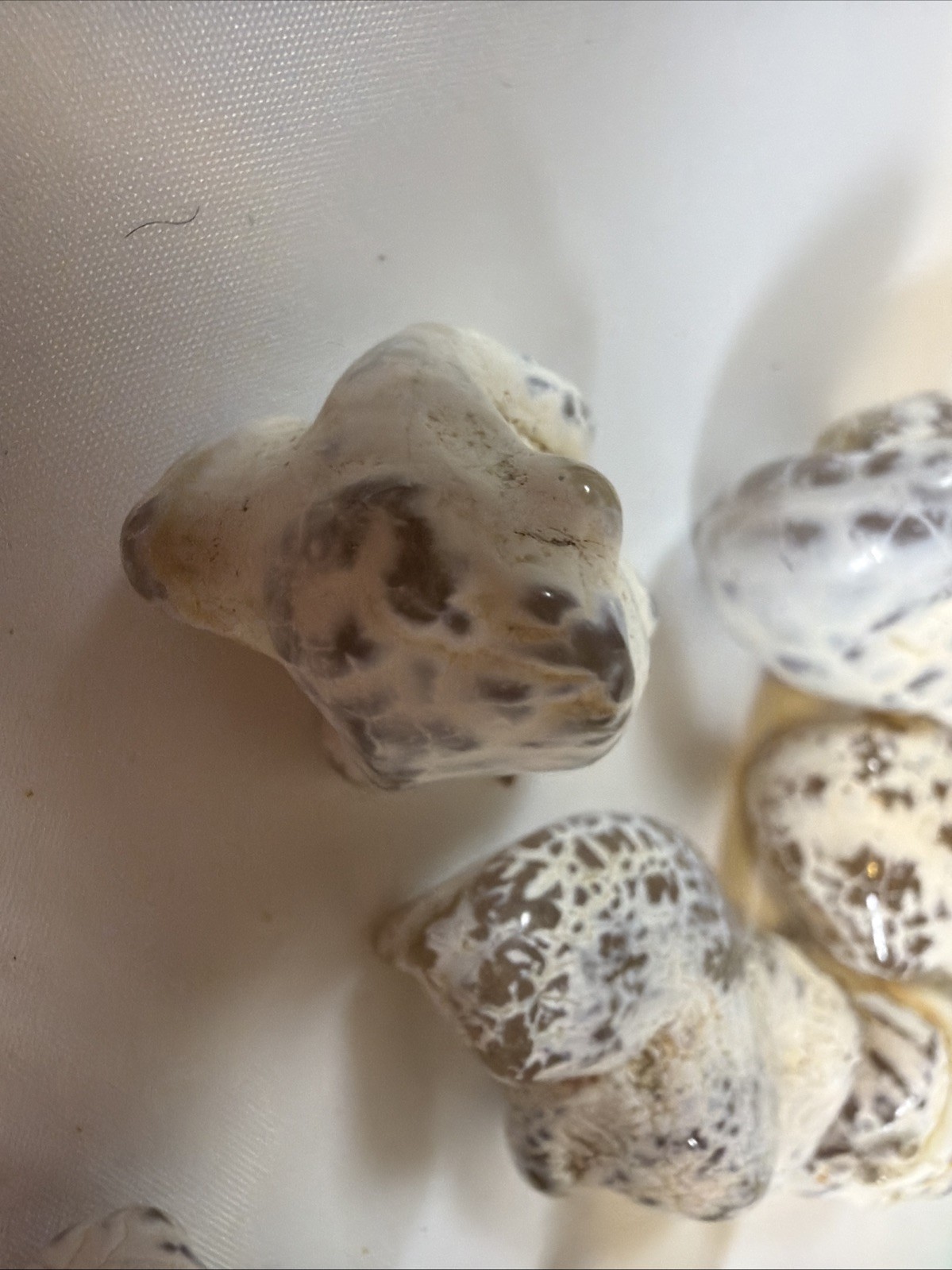Snakeskin Agate Stones Set With 7 Pieces. 110grs (3.9 Oz) Mineral Collection