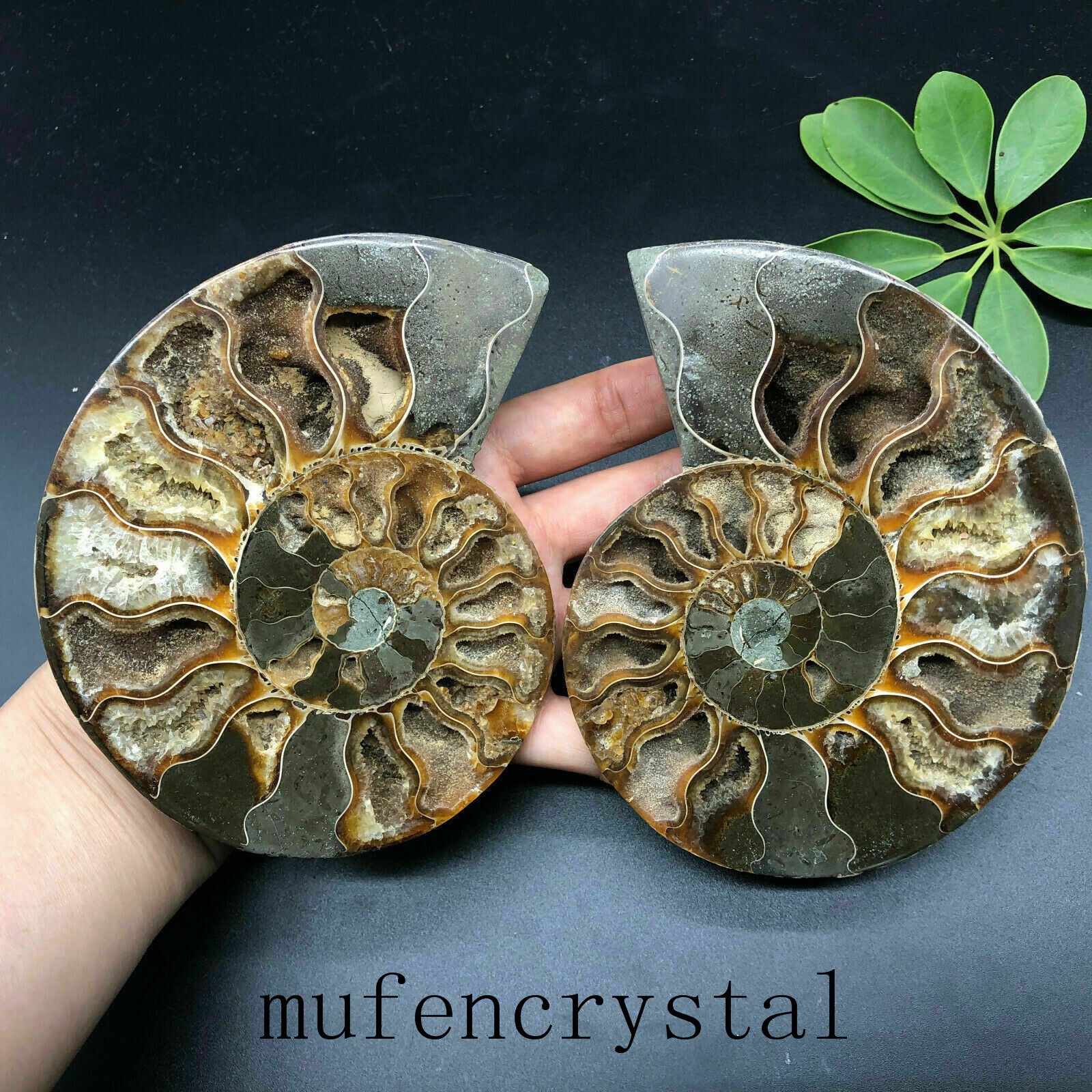 A Pair 200g+Natural Ammonite Fossil Conch quartz Crystal Specimen Reiki Healing