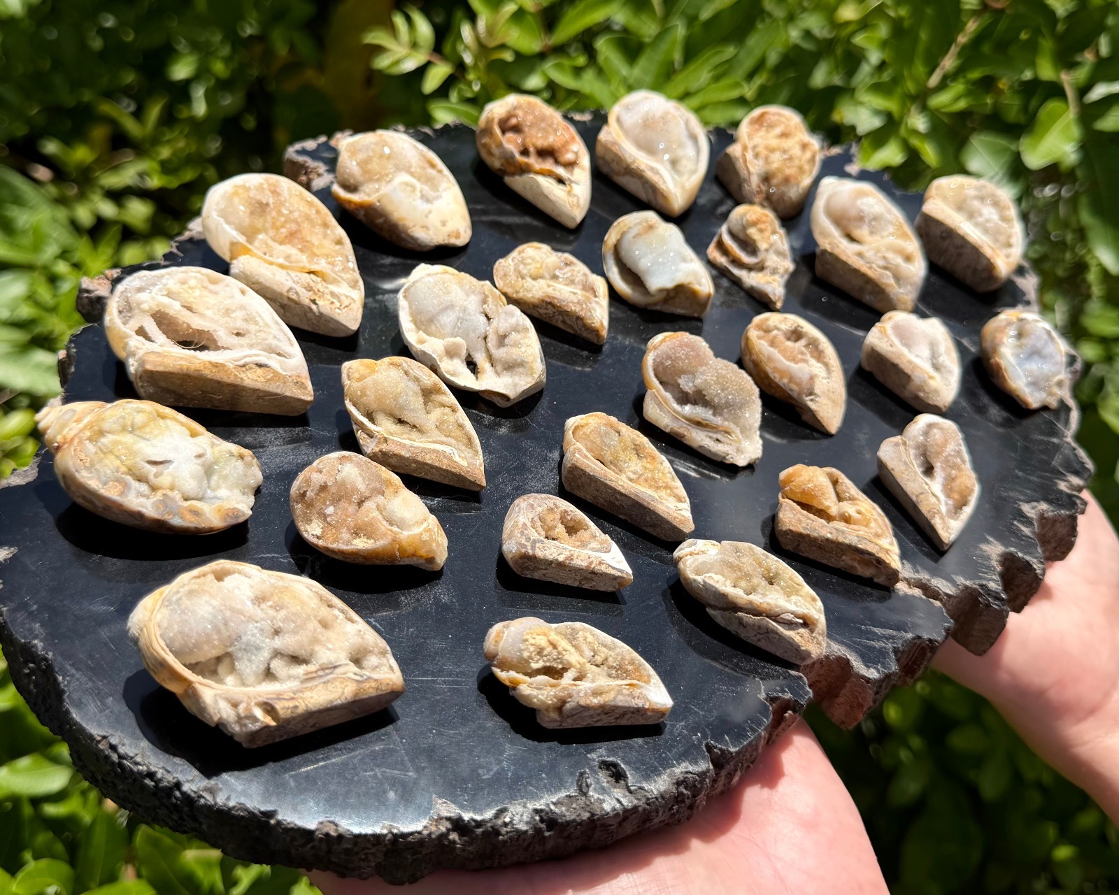 Natural Fossilized Shell Druzy Specimens – Sparkling Ocean Fossil Crystals