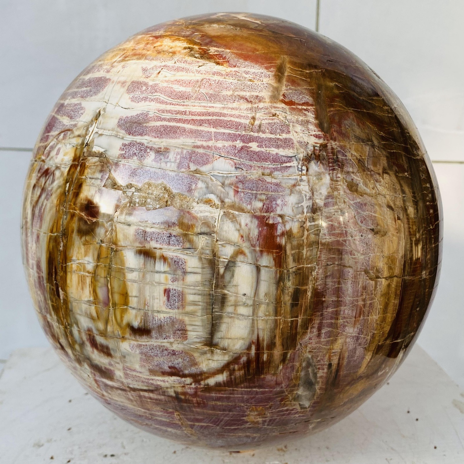 Natural Petrified Wood Sphere Orb Quartz Crystal Ball Fossil Mineral 12920g