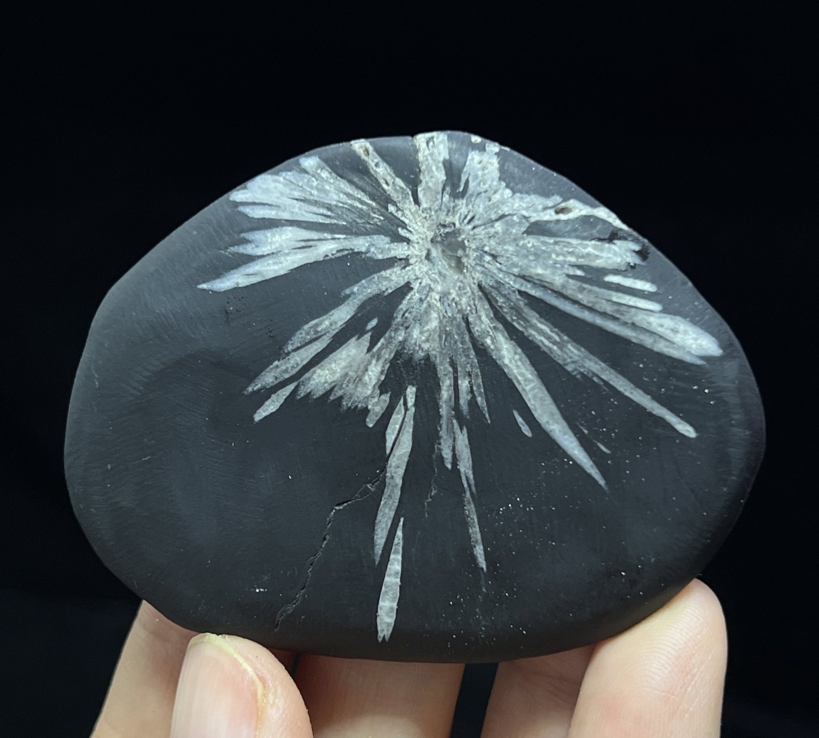 62mm 37g Chrysanthemum Palm stone, Natural Mineral