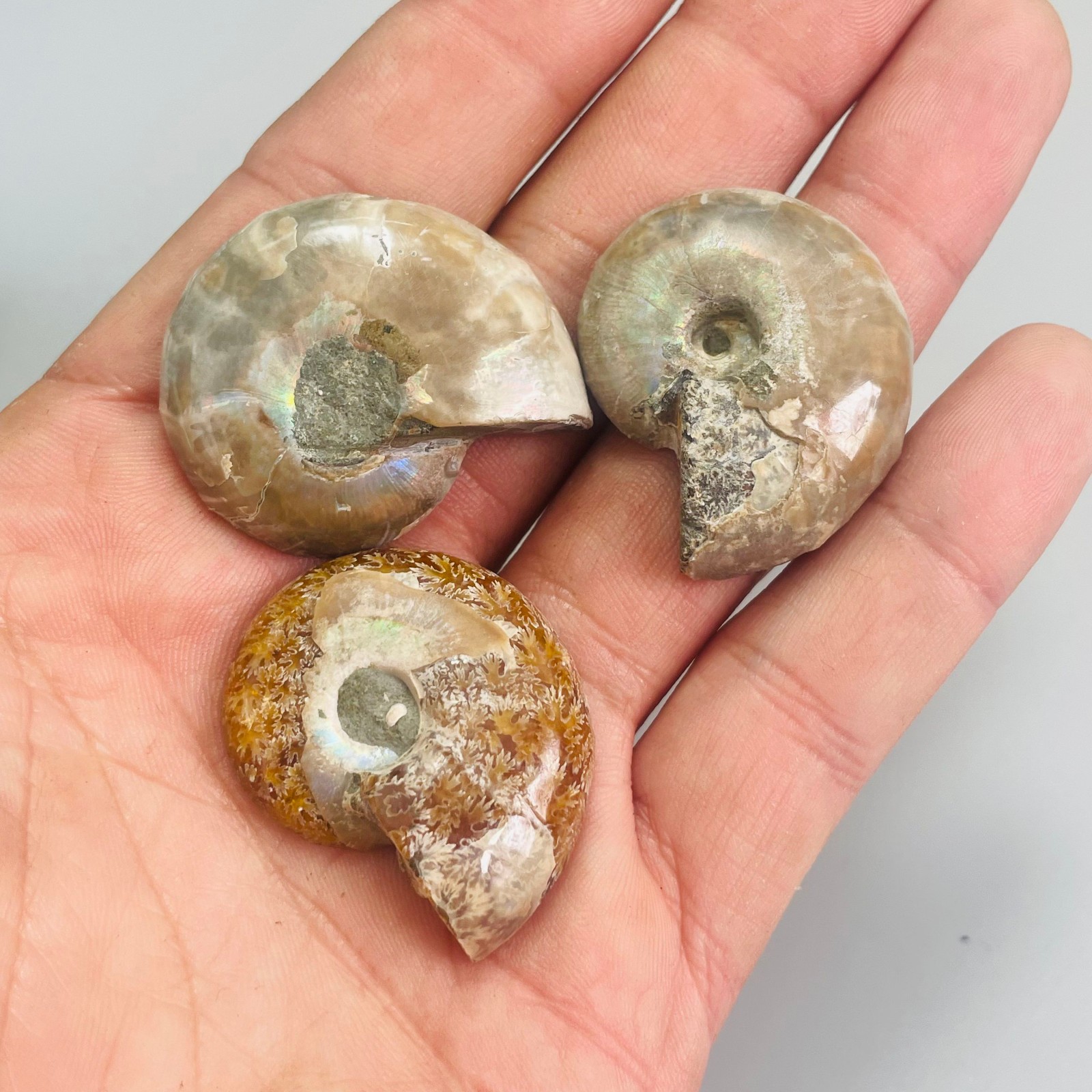 3PC Natural ammonite quartz Quartz Crystal Specimen Reiki Healing Gift