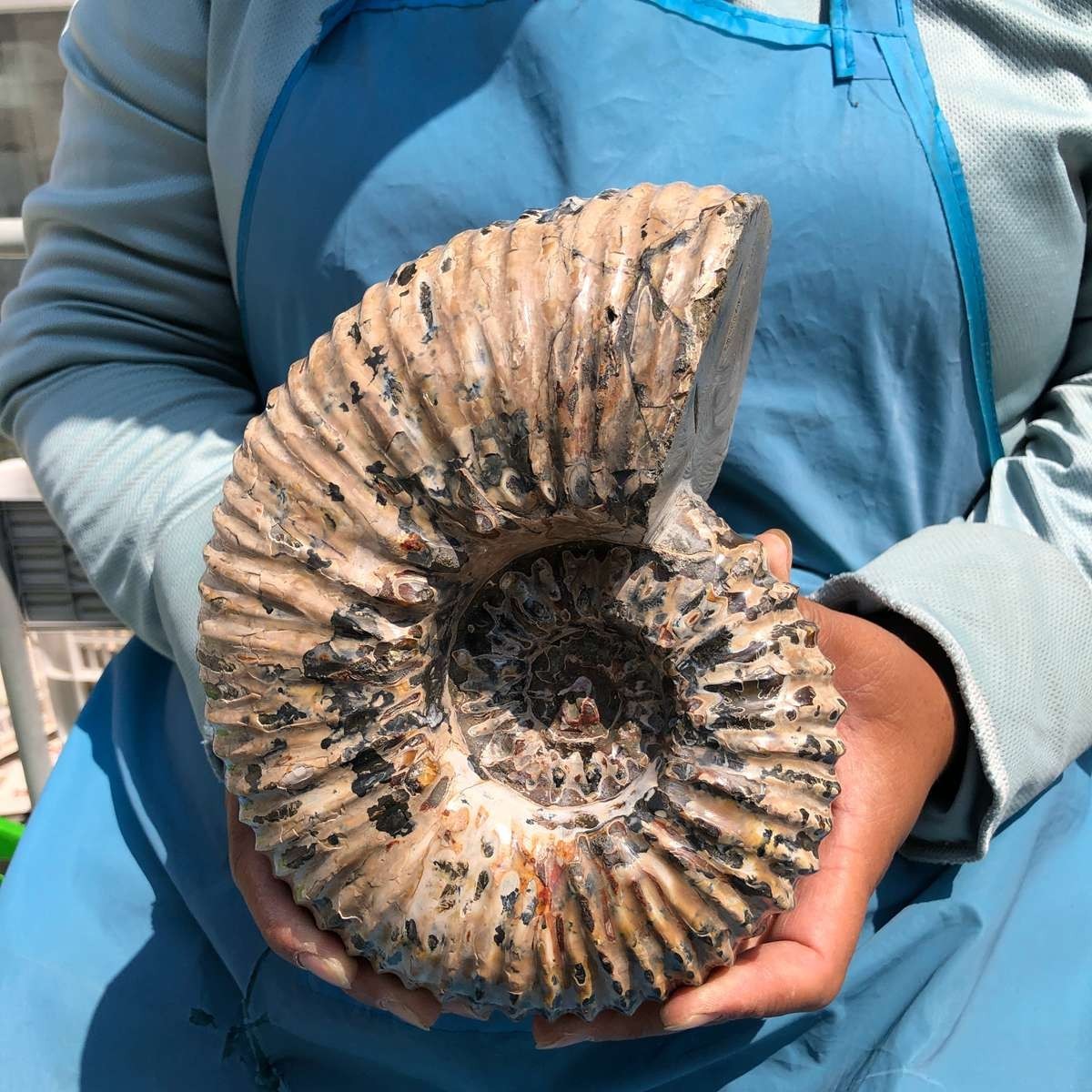 7.45 LB Natural Ammonite Fossil Specimen Home Table Decor Healing Stone 5392