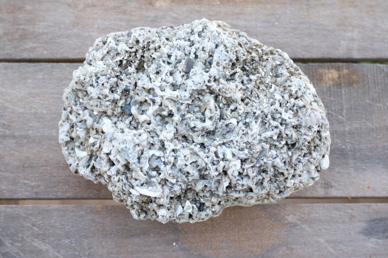 Coquina Florida fossil sedimentary rock.