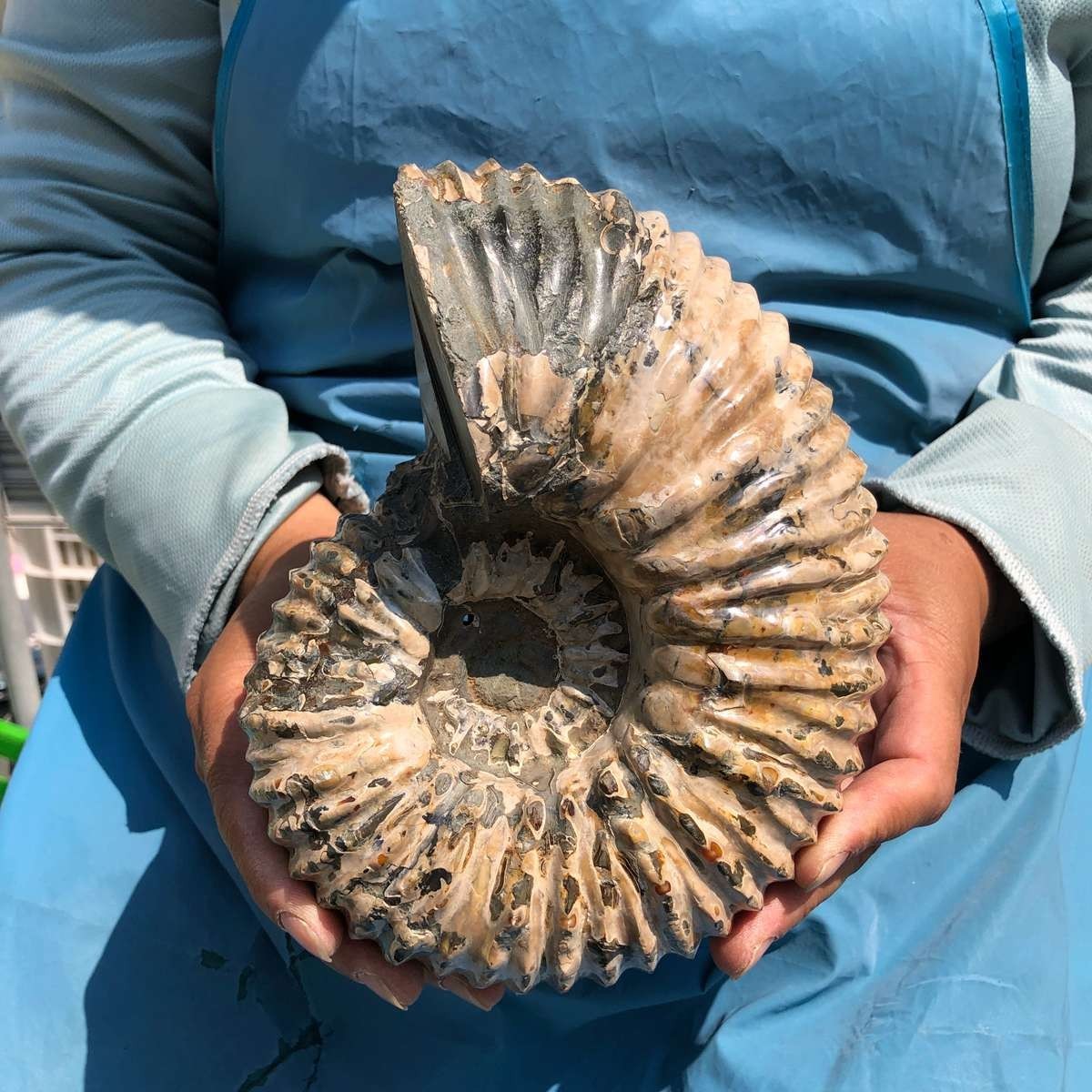 5.98 LB Natural Ammonite Fossil Specimen Home Table Decor Healing Stone 5394