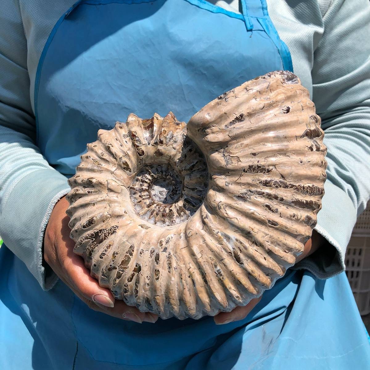 7.63 LB Natural Ammonite Fossil Specimen Home Table Decor Healing Stone 5391
