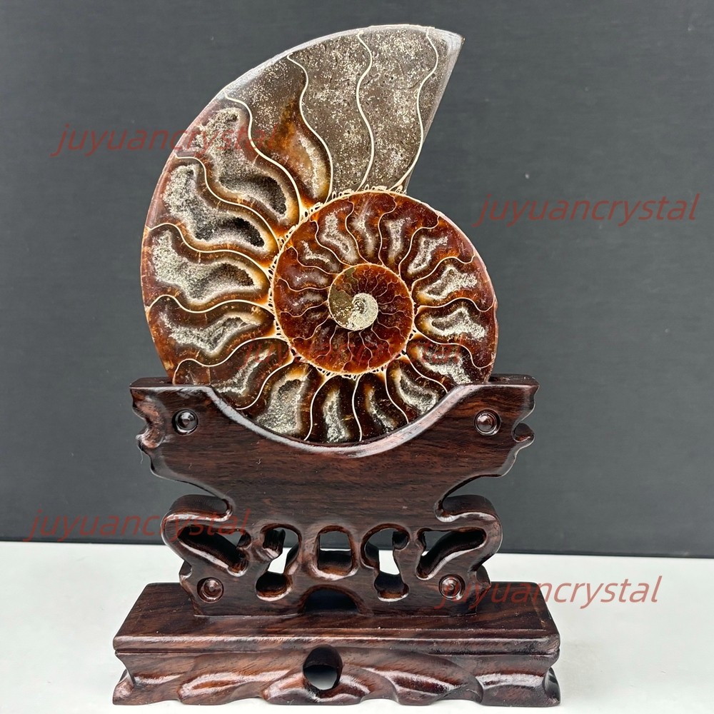 Natural Ammonite Fossil Conch Crystal Specimen Healing + Stand 1pc