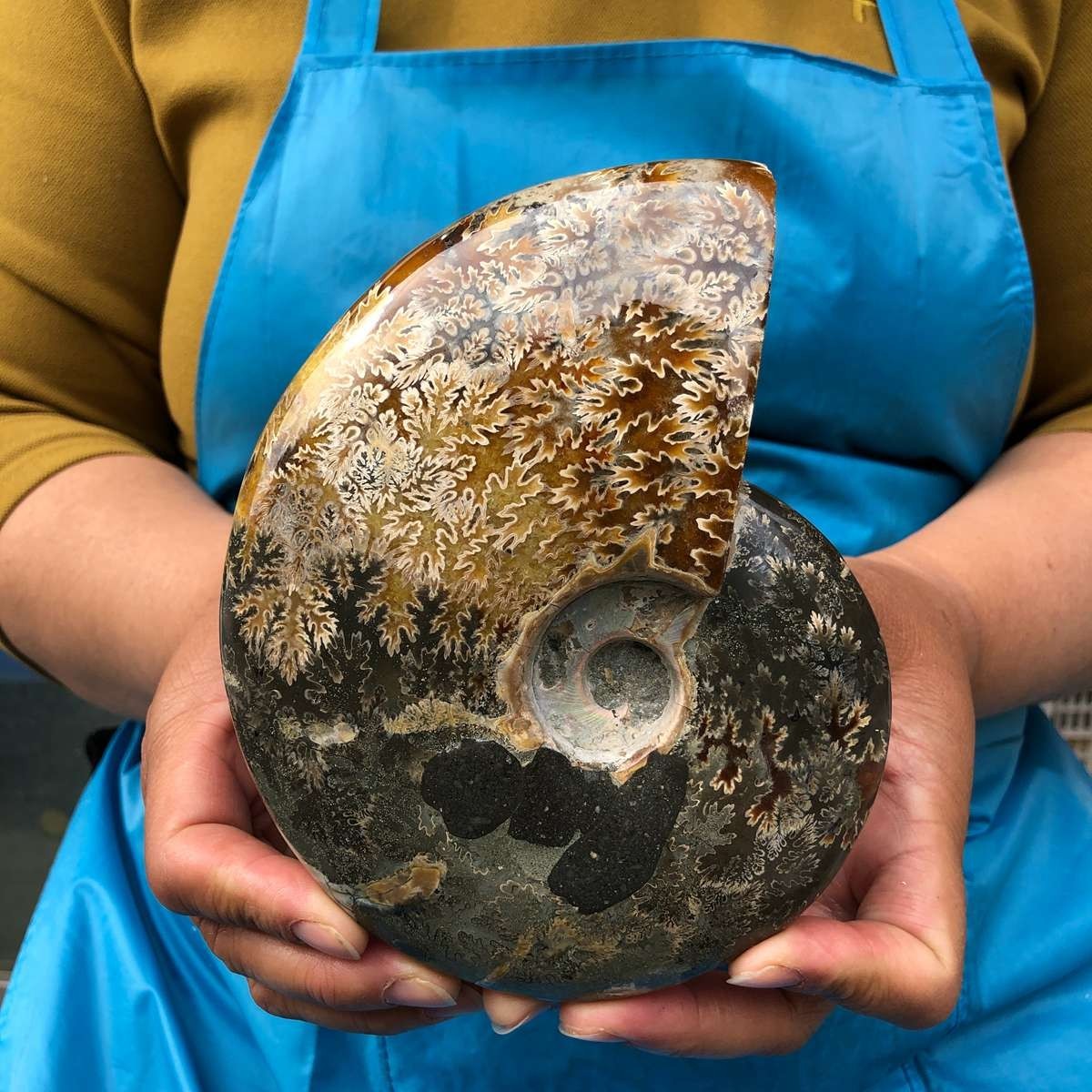 2pc 3.47LB Rare! Natural Tentacle Ammonite Specimen Healing Madagascar