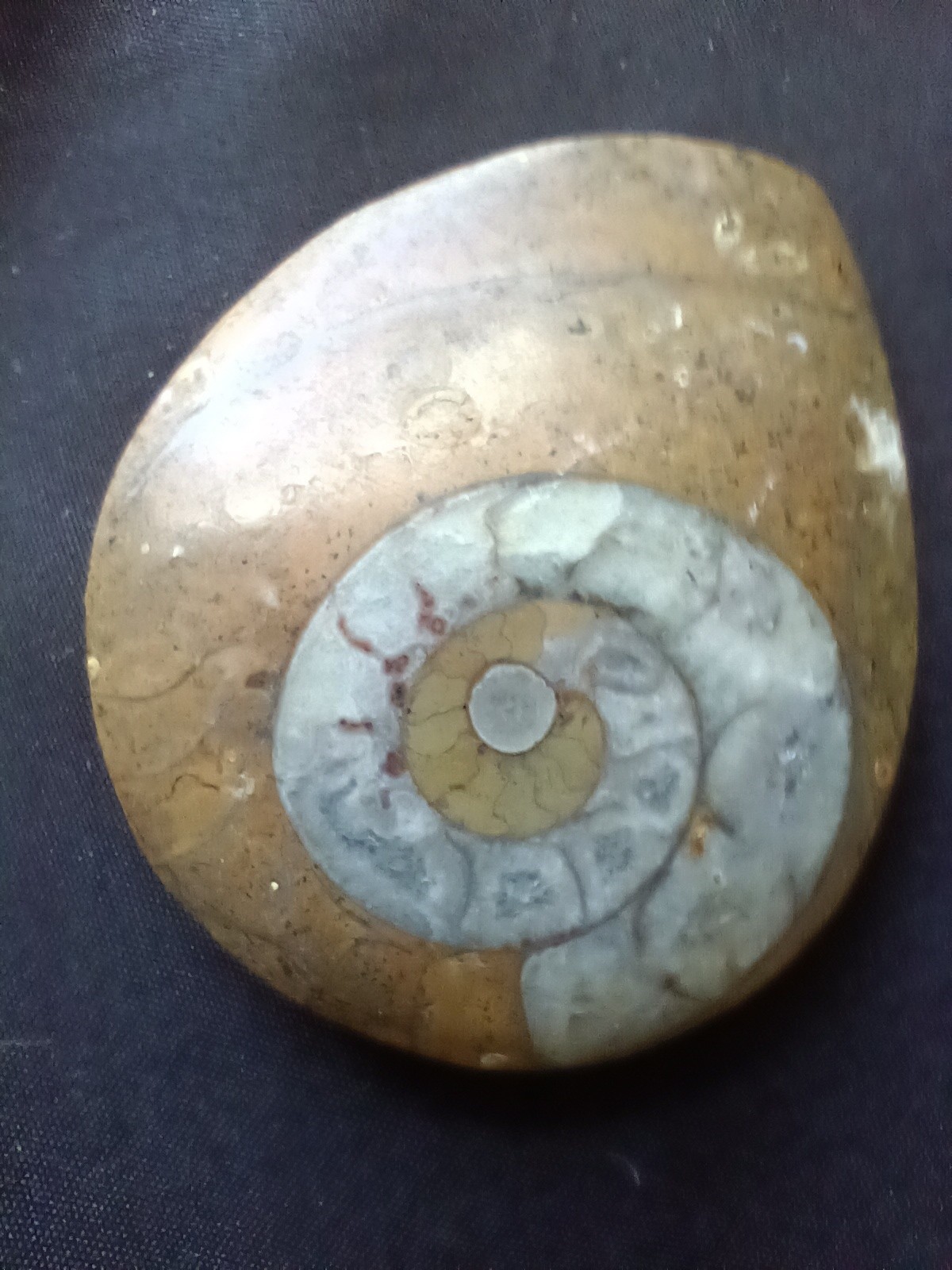 LOT OF 10 POLISHED Ammonite Fossil Conch Crystal Specimens GONIATITE PENDANTS +
