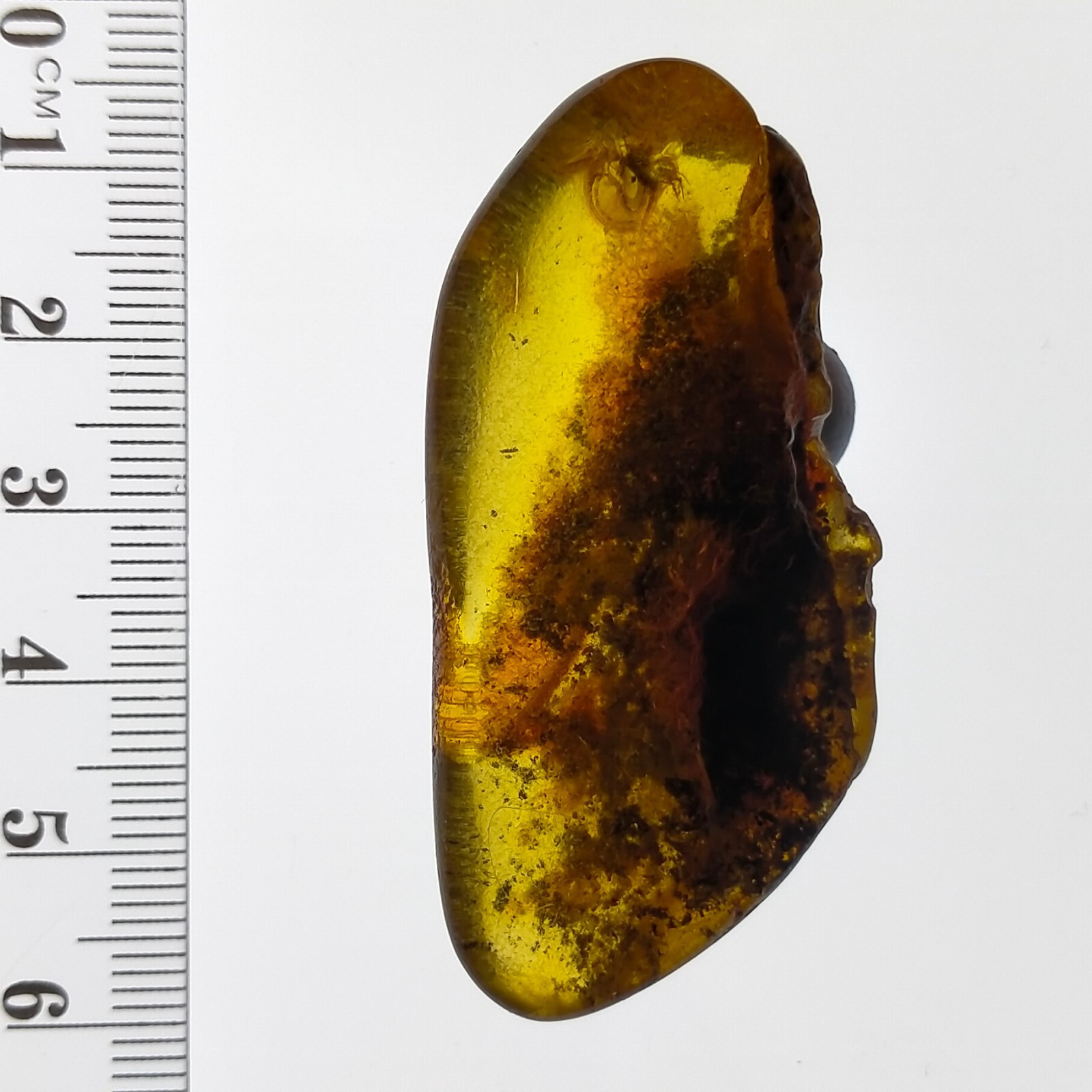 Baltic Amber large gemstone w/ natural fossil trapped bug inclusion 41.7ct