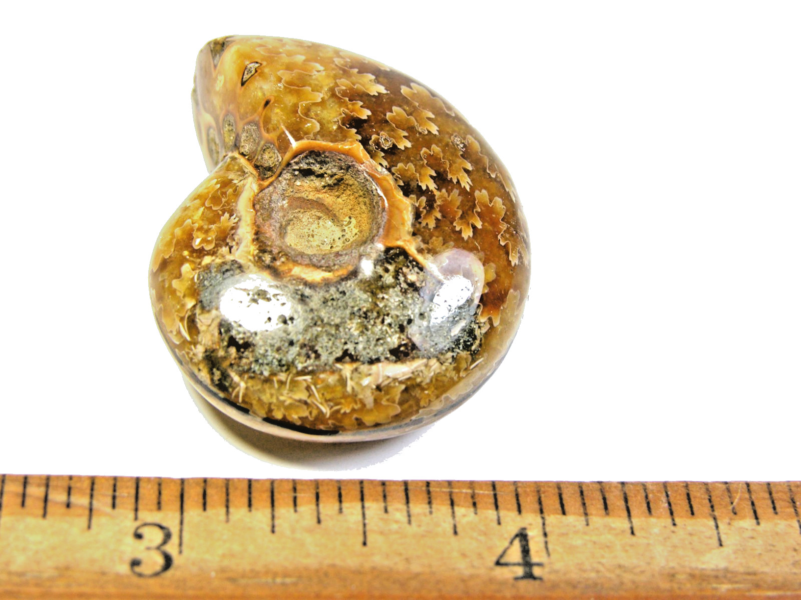 Ammonite fossil polished 1 1/2″ + showing suture lines Madagascar ms12