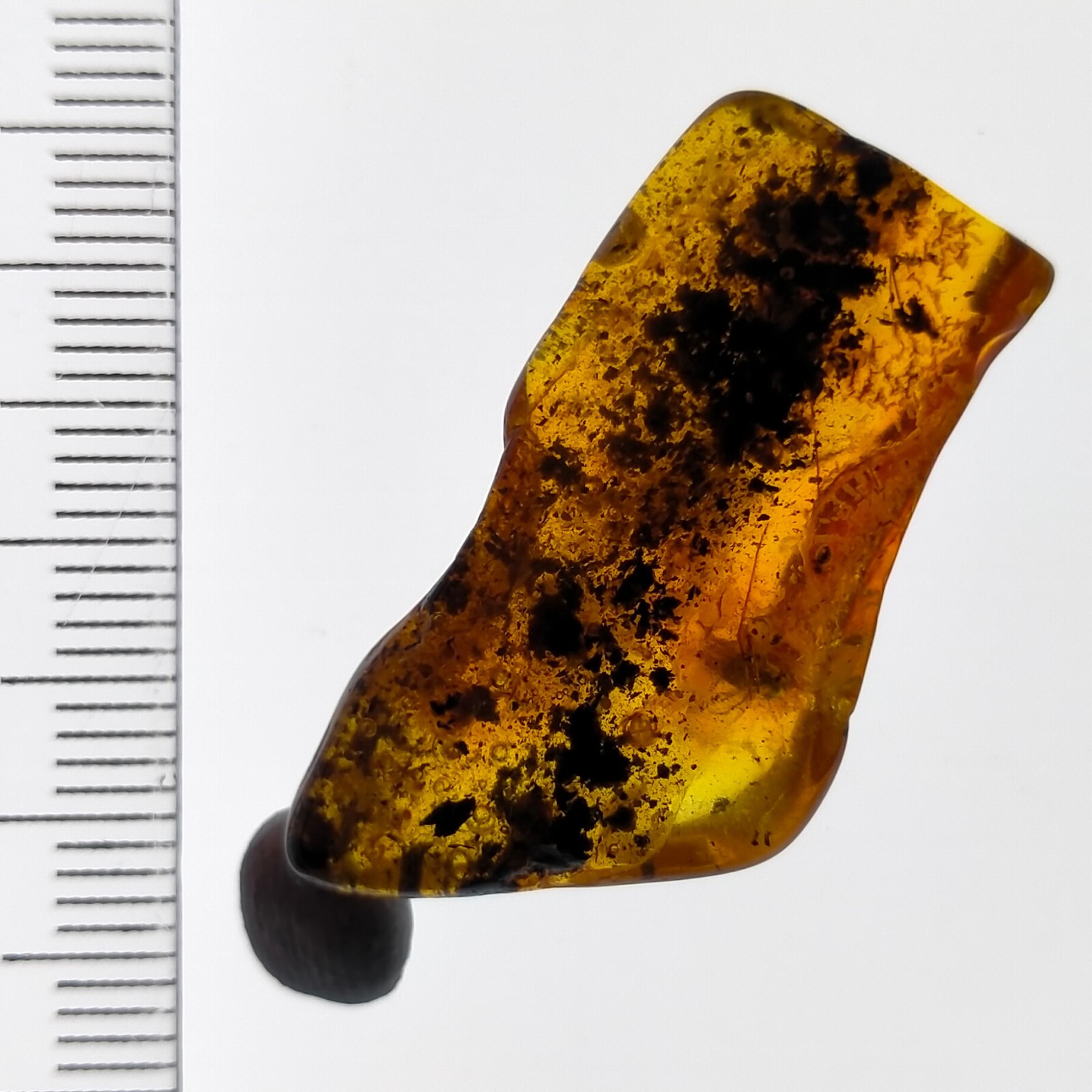 Insect in Amber natural gemstone trapped fossil inclusion Watch Video 11.2ct