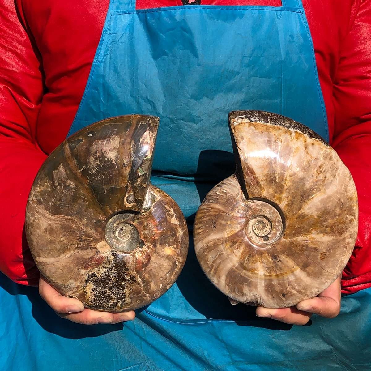 6.02LB 2pc Natural Tentacle Ammonite FossilSpecimen Shell Healing Madagascar