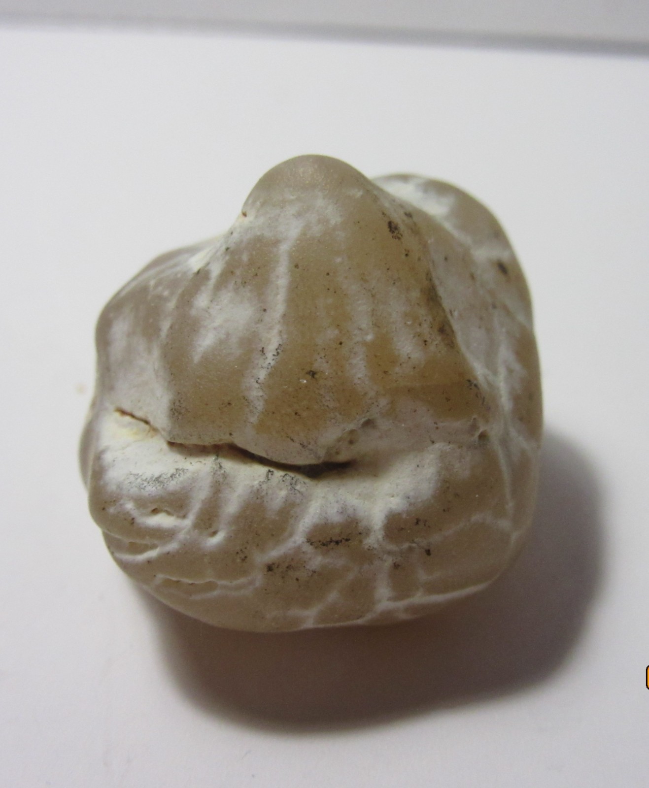 Snake Skin Agate 1 1/4 Inch Quartz Collectible SSAQC-1.25
