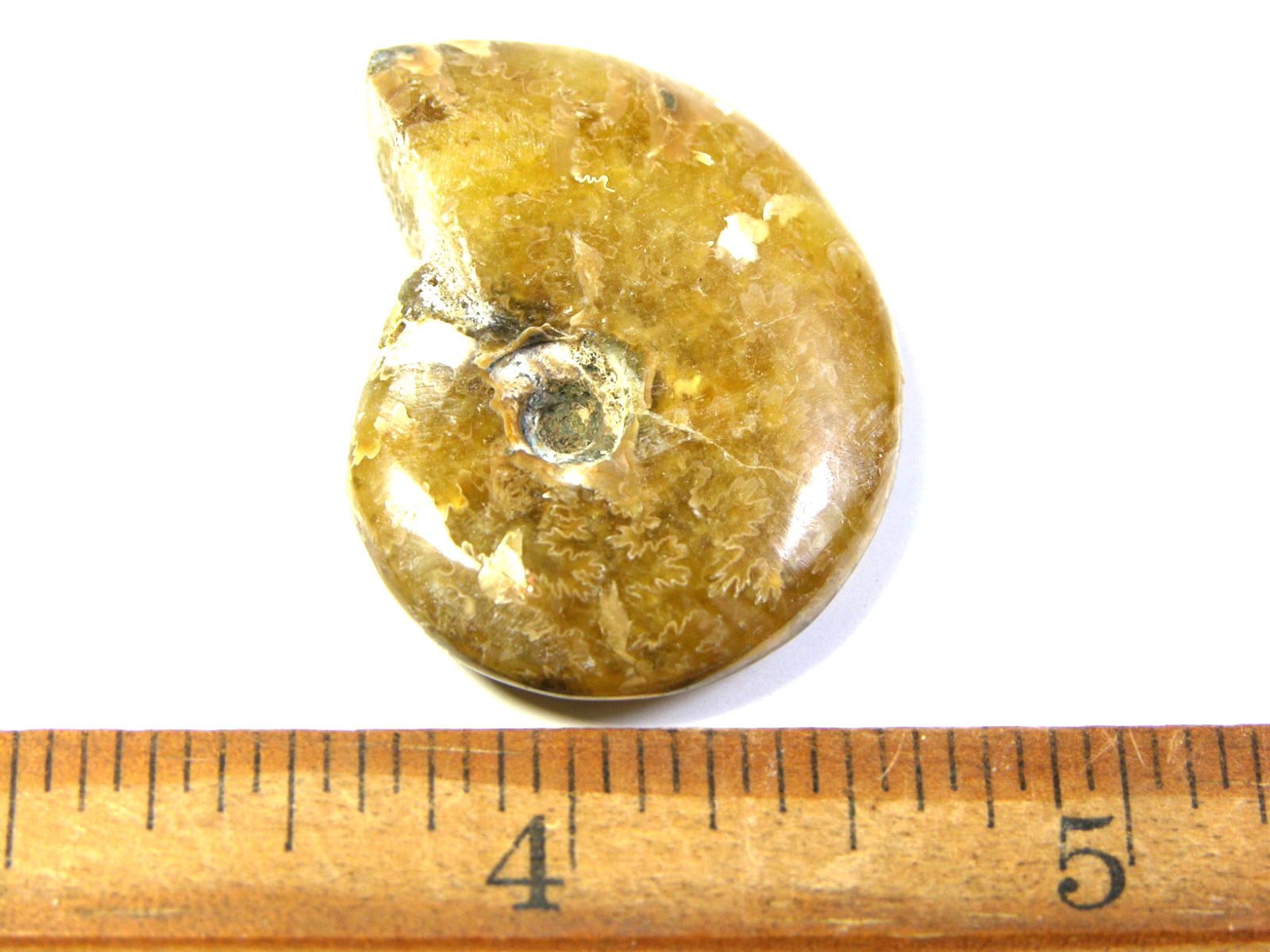 Ammonite fossil polished 1 1/2″ + showing suture &fire Madagascar ms32